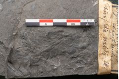 Foto (Detailansicht) von Thinnfeldia gracilis Ettingshausen (NHMW-GEO-2024-0188-10315)